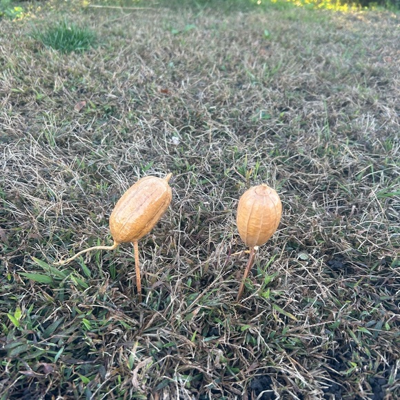 Multi piece gourd lotus natural decor  set - Picture 13 of 13